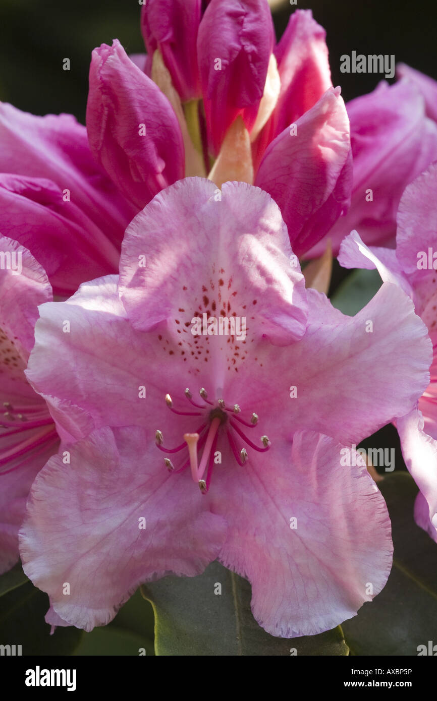 Singular Rhododendron Rhododendron rhododendron spec hi-res stock photography and images - Alamy