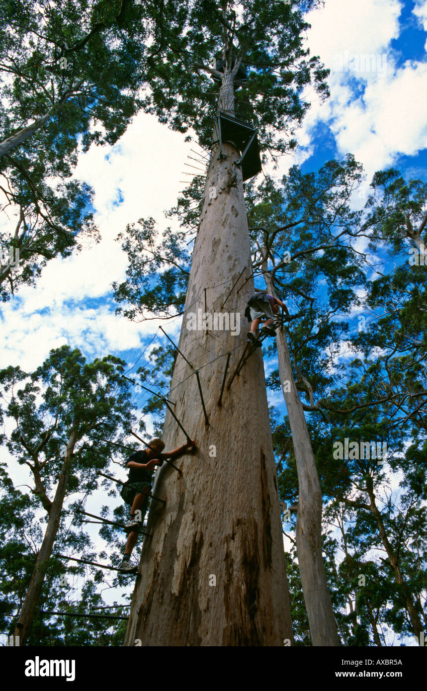 Tree climbers scale Dave Evans Bicentennial Tree in glorious Warren National Park near Pemberton Western Australia Stock Photo