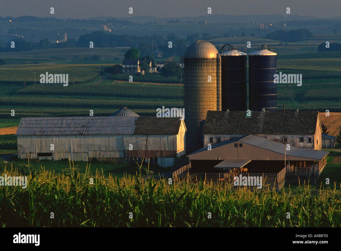 Dairy farm surrounded by corn soybean and alfalfa fields at sunrise in ...