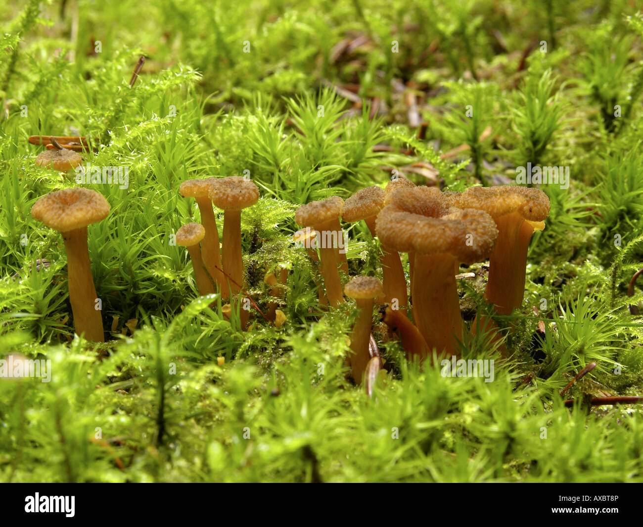 yellowfoot chanterelle, funnel chanterelle, winter chanterelle (Craterellus tubaeformis), young