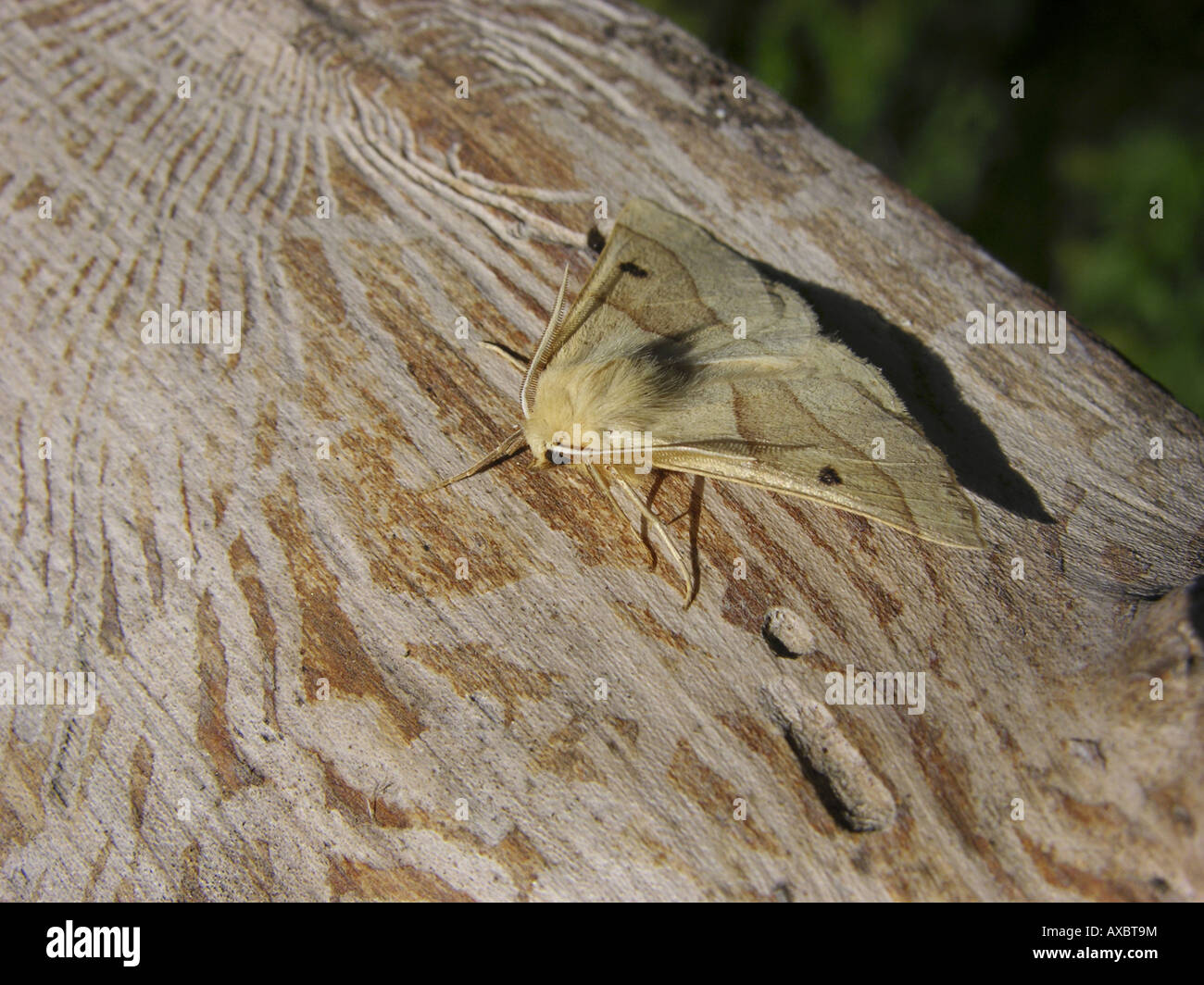 scalloped oak (Crocallis elinguaria), sitting on dead wood Stock Photo