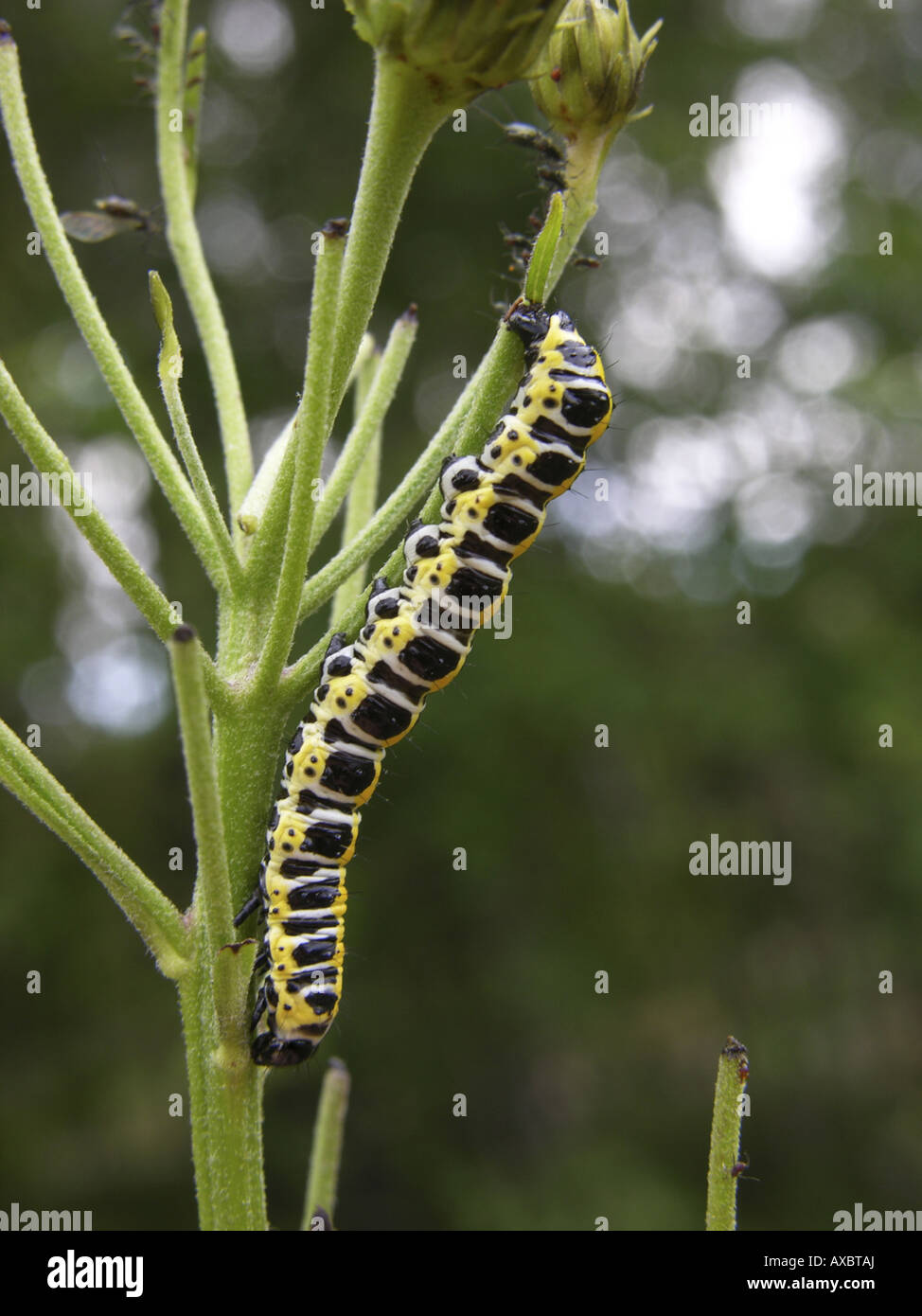 Lettuce Shark Cucullia Lactucae Caterpillar On Feeding Plant Stock 