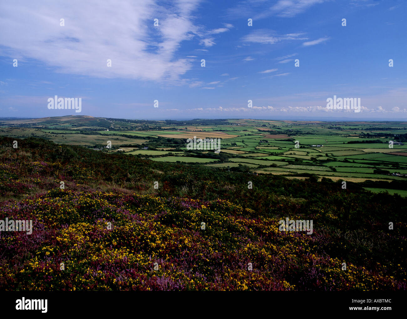View from Llanmadoc Hill across north Gower Heather in foreground Gower Peninsula South Wales UK Stock Photo