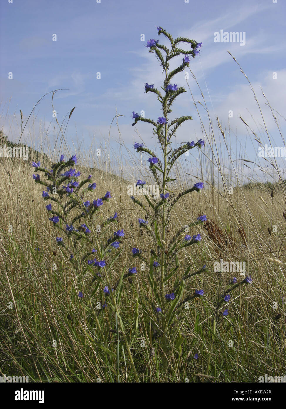 blueweed, blue devil, viper's bugloss, common viper's-bugloss (Echium vulgare), blooming plant on a meadow Stock Photo
