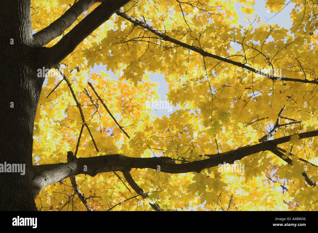 tree branch and yellow leaves during fall, autumn Stock Photo - Alamy