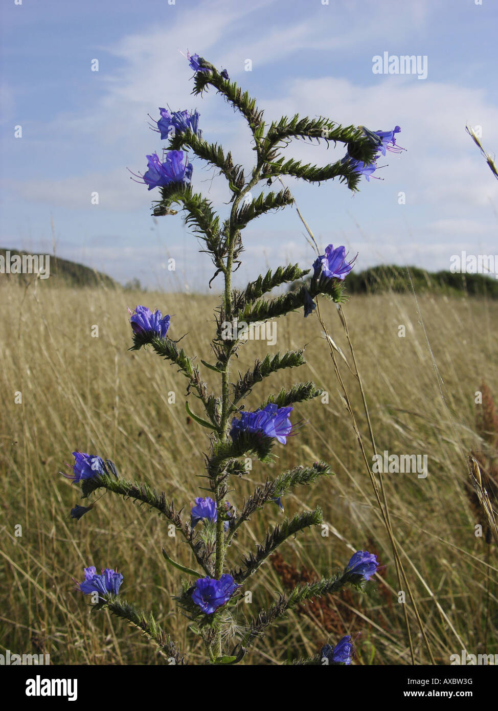 blueweed, blue devil, viper's bugloss, common viper's-bugloss (Echium vulgare), inflorescence Stock Photo
