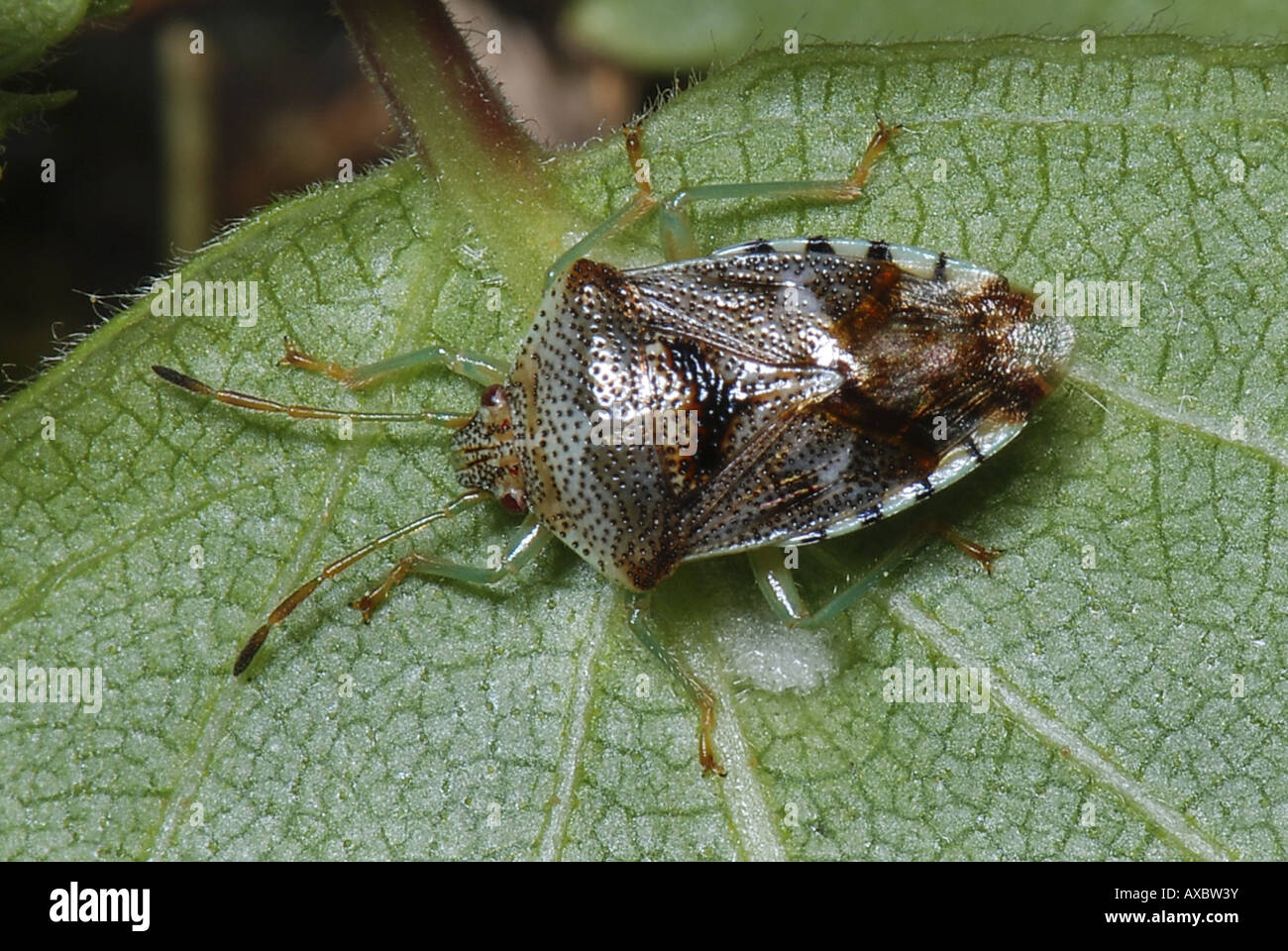 parent bug, mothering bug (Elasmucha grisea), sitting on leaf Stock ...