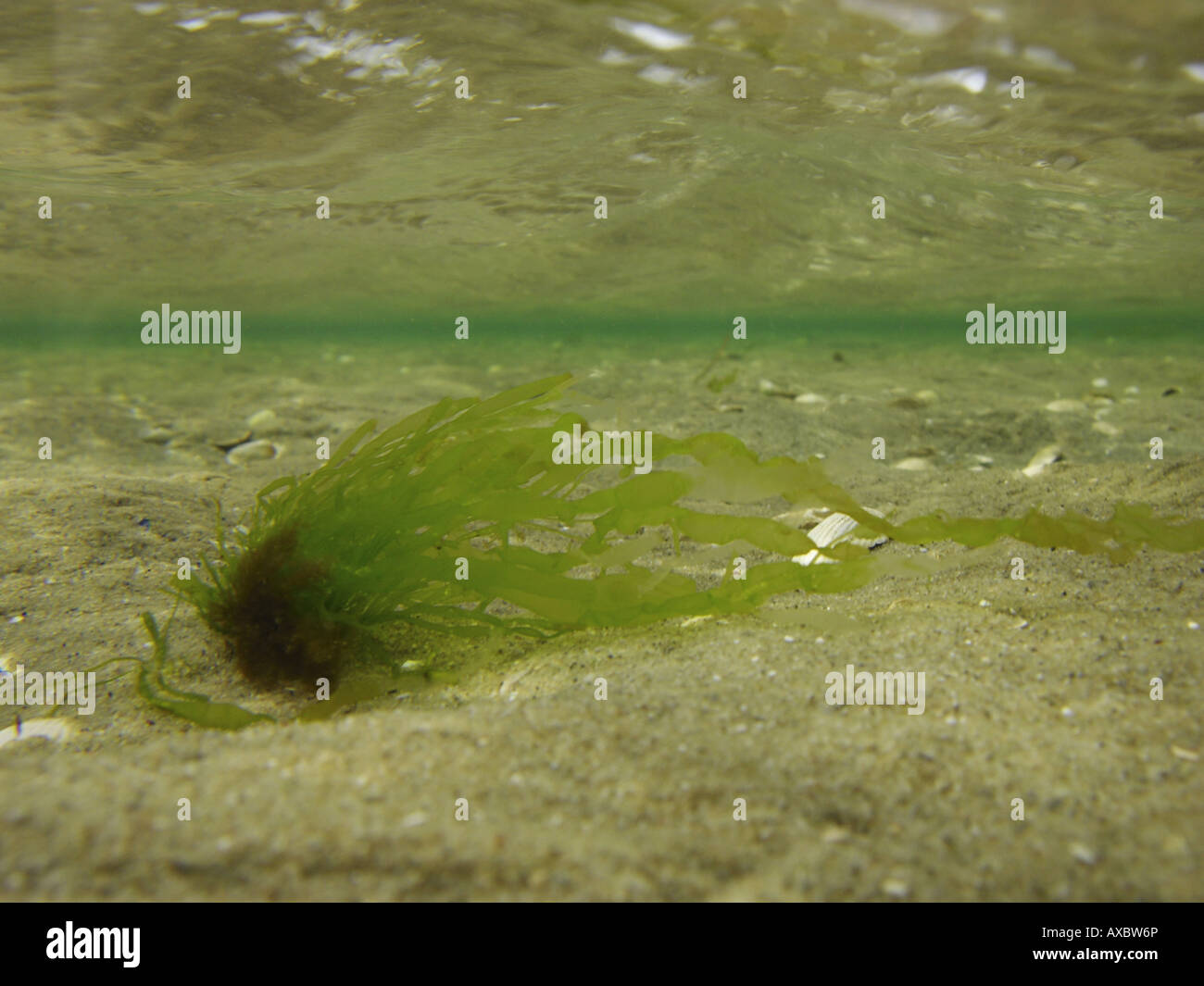 Enteromorpha, green alga, green seaweed (Enteromorpha spec.), thallus underwater Stock Photo