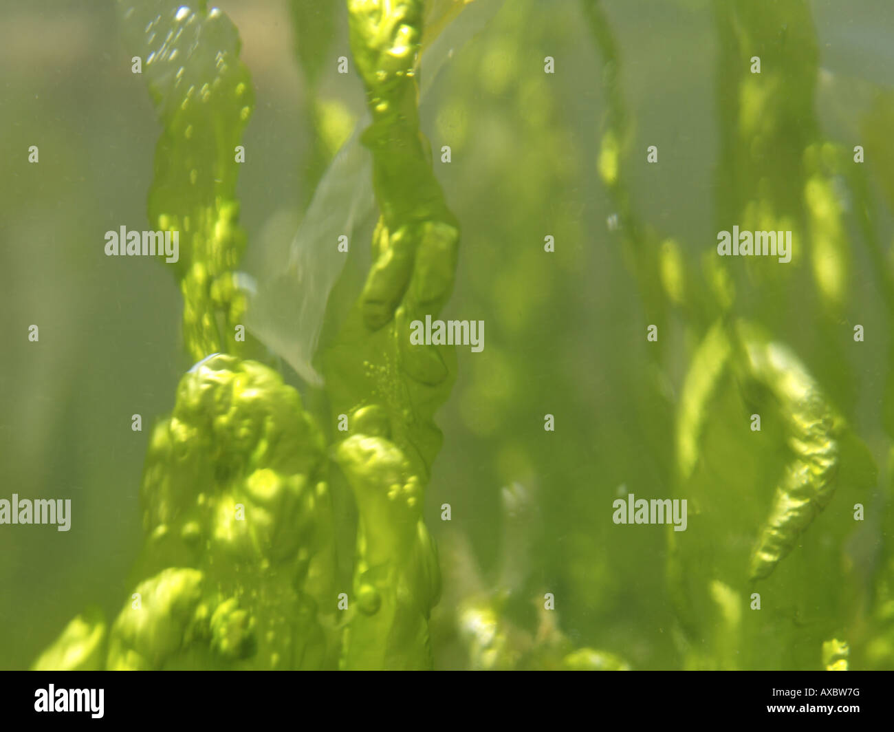 Enteromorpha, green alga, green seaweed (Enteromorpha spec.), detail of the thalli Stock Photo
