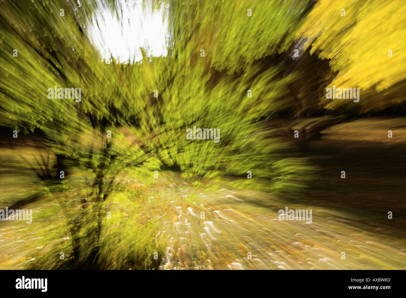 zooms of foliage on trees Stock Photo