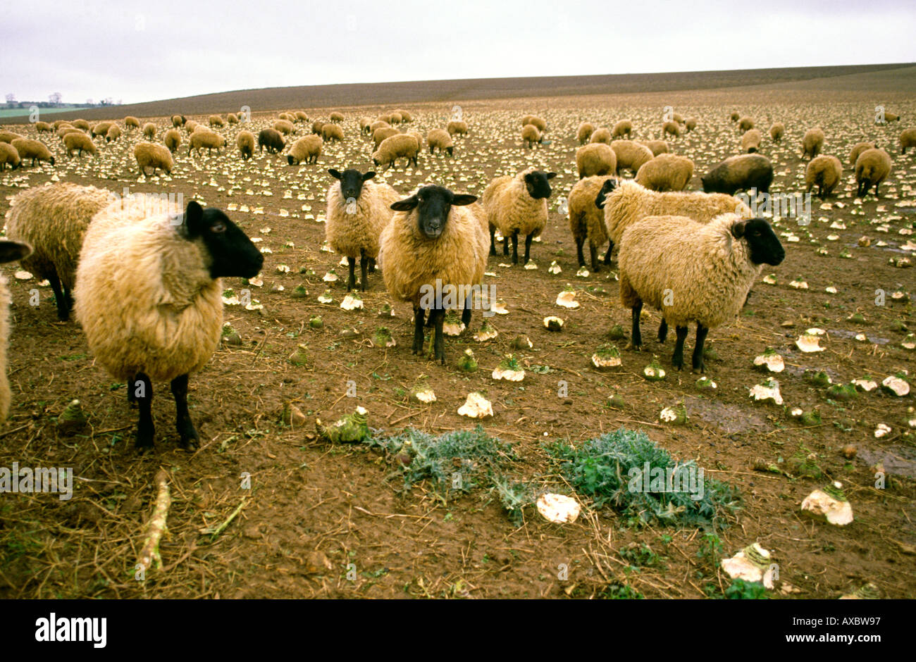 Sheep eating turnips hires stock photography and images Alamy