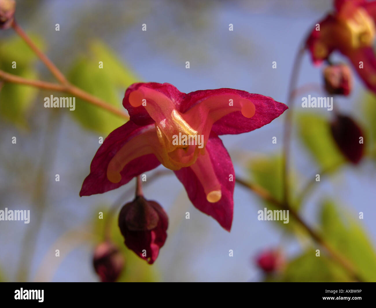 Red Barrenwort, Red Goatweed (Epimedium ruburm, Epimedium x ruburm), closeup of the blossom Stock Photo