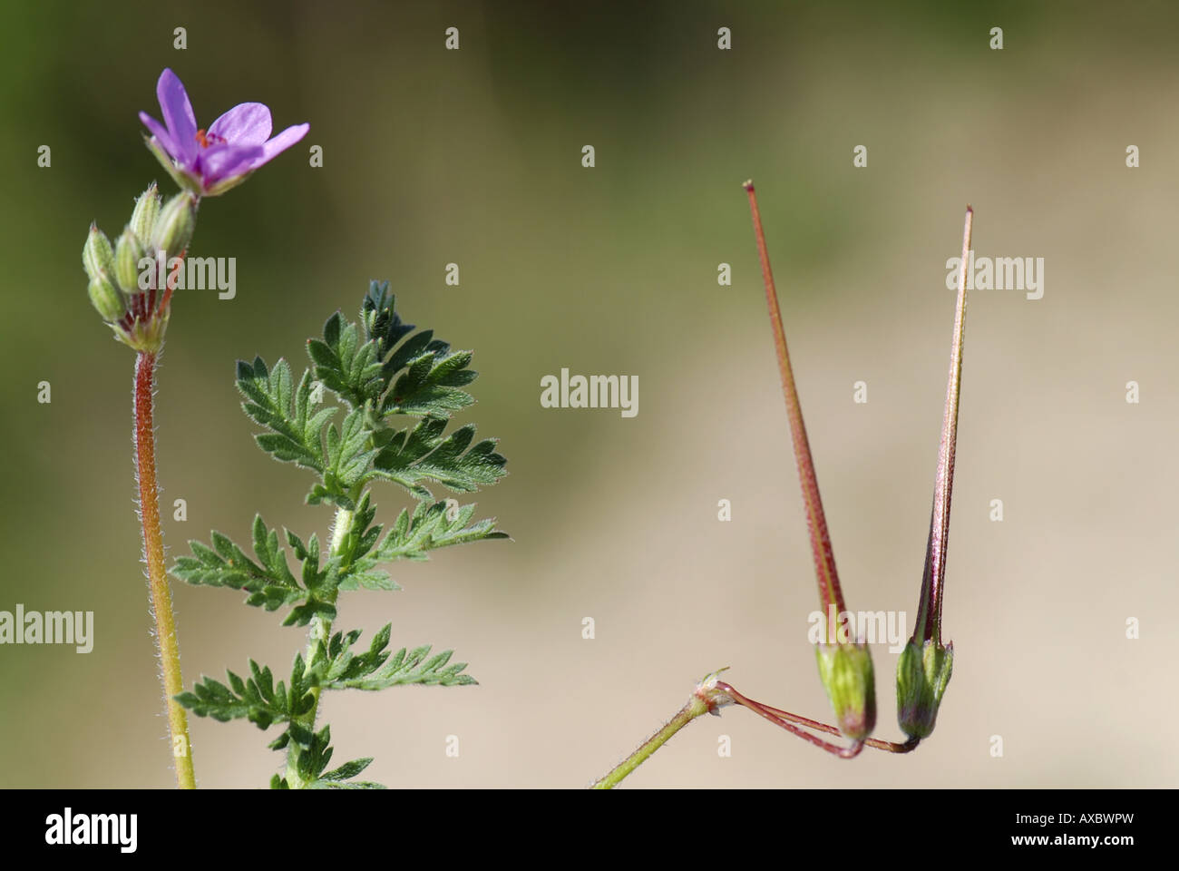 Therophyte hi-res stock photography and images - Alamy