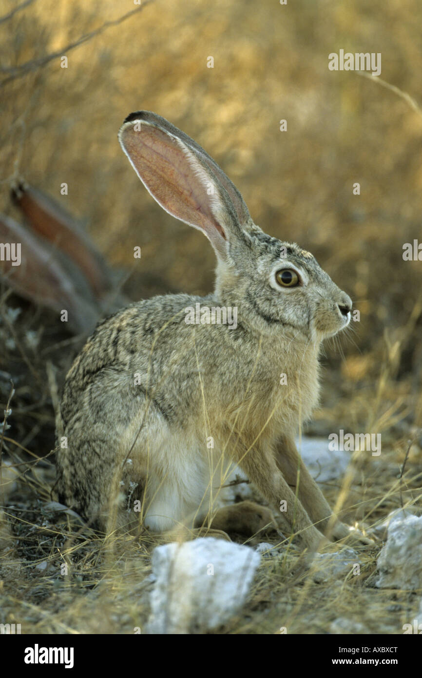 Cape Hare, Brown Hare (Lepus Capensis), Sitting, Namibia Stock Photo ...