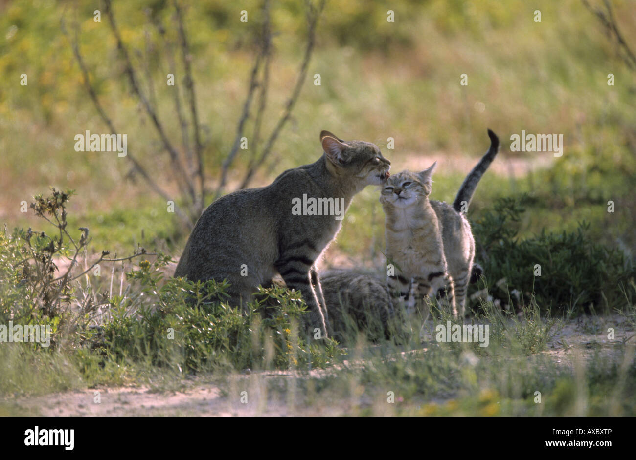 African wildcat (Felis lybica, Felis libyca, Felis silvestris lybica, Felis silvestris libyca), with young, South Africa, Kalah Stock Photo
