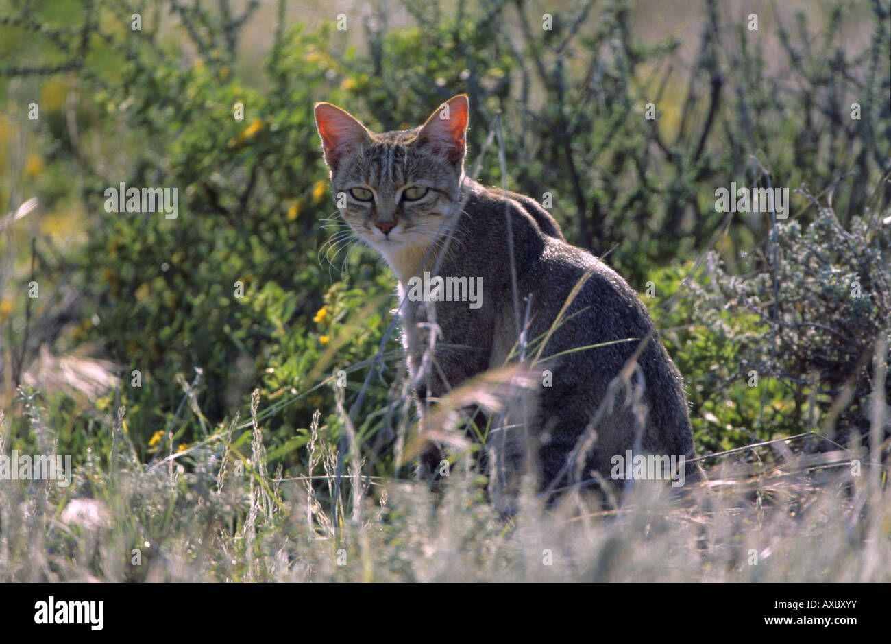 African wildcat (Felis lybica, Felis libyca, Felis silvestris lybica, Felis silvestris libyca), sitting in savanna, South Afric Stock Photo