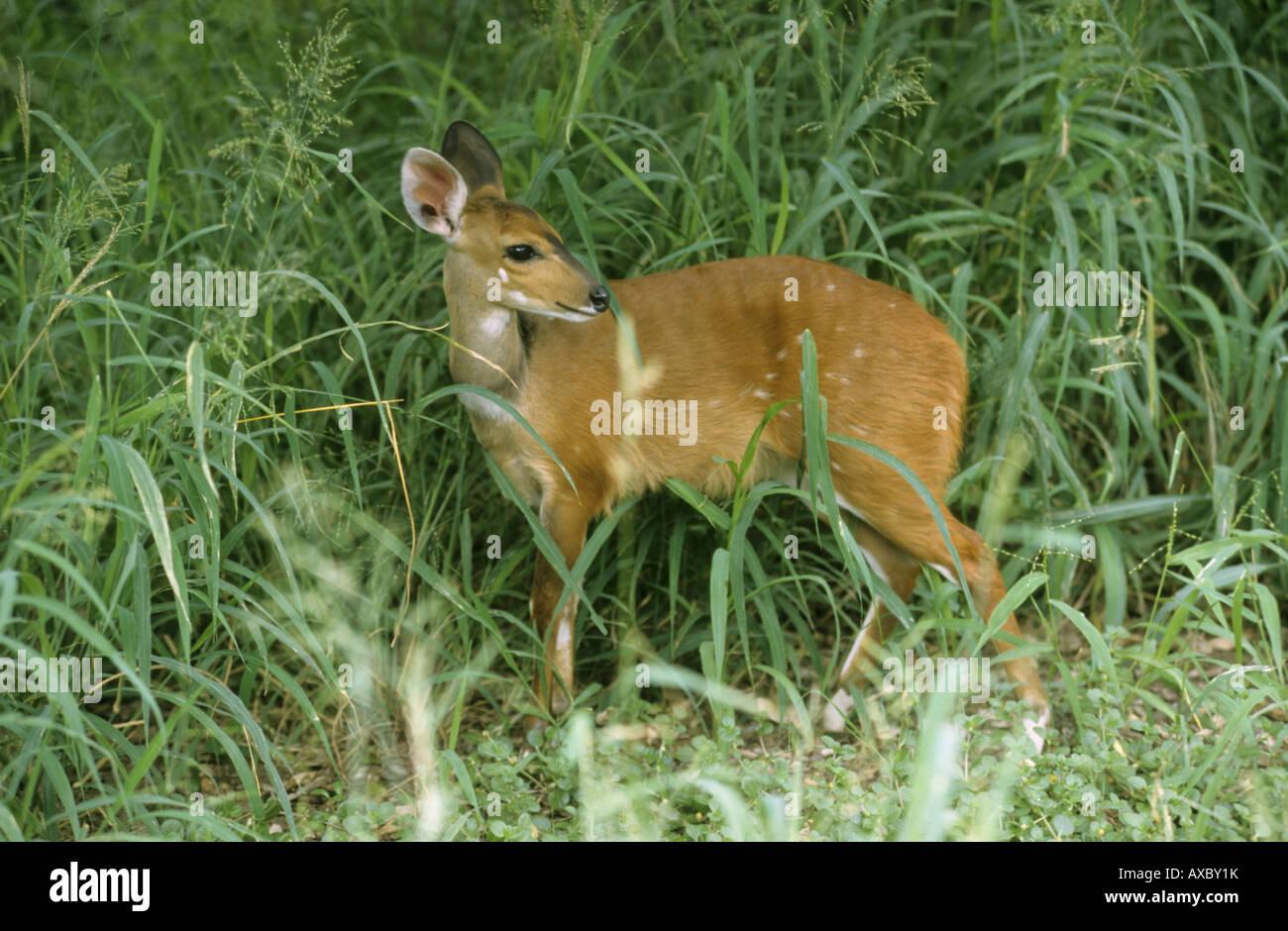 bushbuck, harnessed antelope (Tragelaphus scriptus), female, South Africa Stock Photo