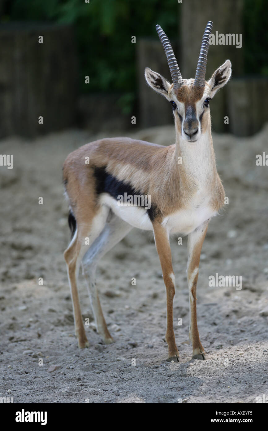Thomson s gazelle - Gazella thomsoni Stock Photo - Alamy