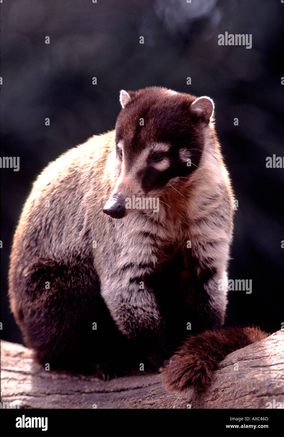 Coatimundi colombia Or Venezuela Hi res Stock Photography And Images coatimundi-colombia-or-venezuela-hi-res-stock-photography-and-images