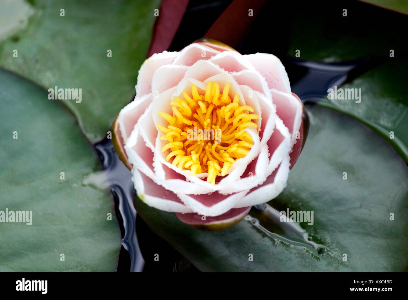 White and yellow Water Lily Flower Stock Photo - Alamy