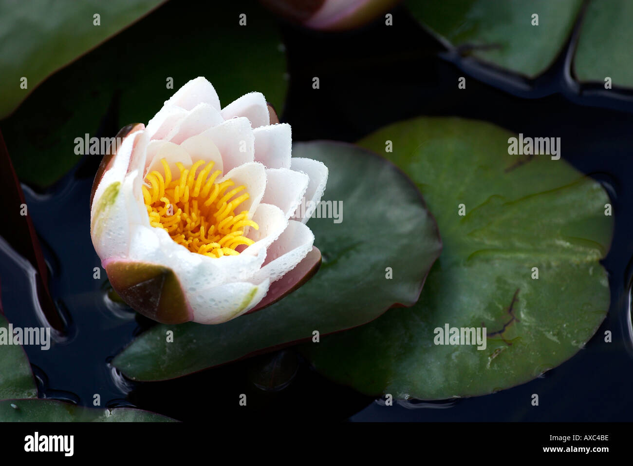 White and yellow Water Lily Flower Stock Photo - Alamy