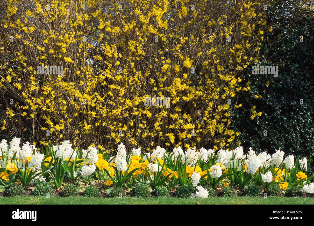 Yellow flowering Forsythia hedge with spring flowers white hyacinths