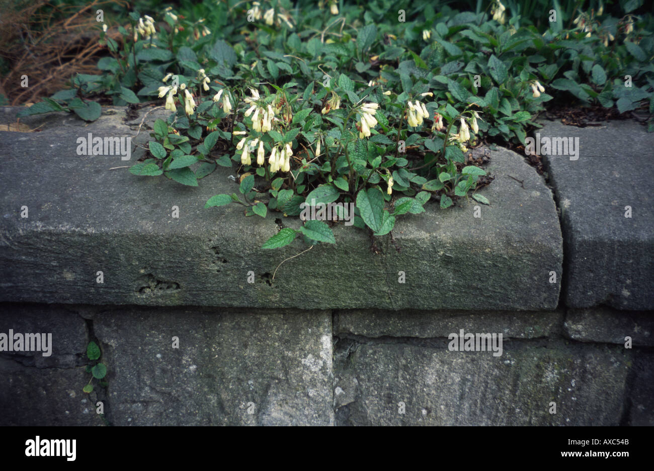 Flowering Comfrey growing out of a wall London garden, England UK Stock Photo