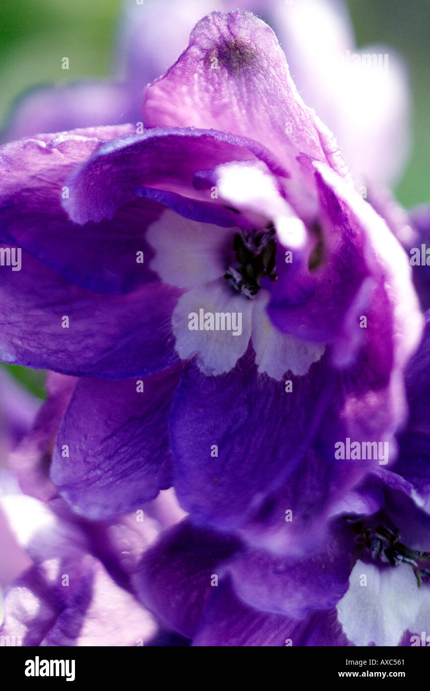 Deadhead delphinium hires stock photography and images Alamy