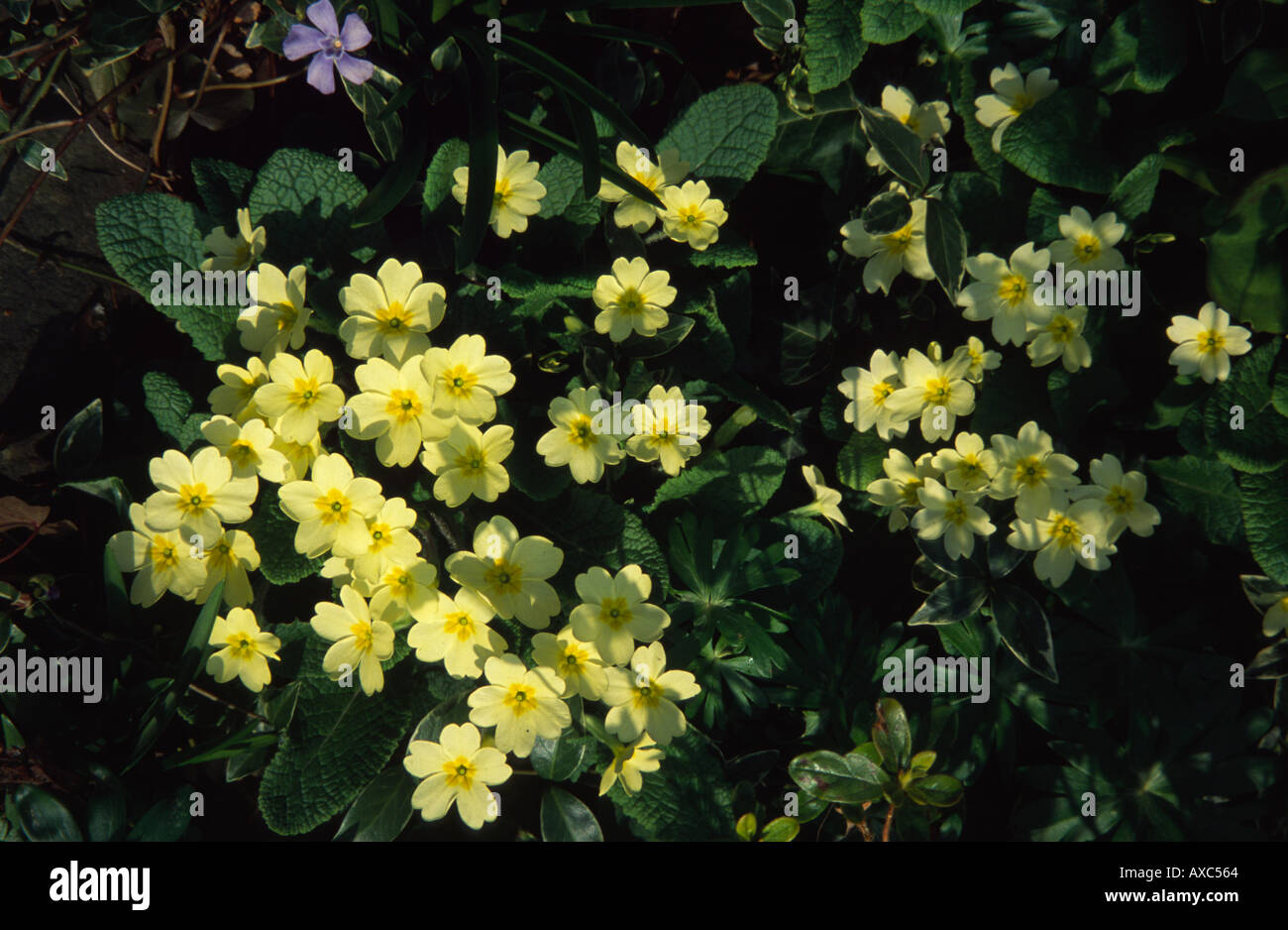 Wild, pale yellow, single primrose plant, London, UK Stock Photo
