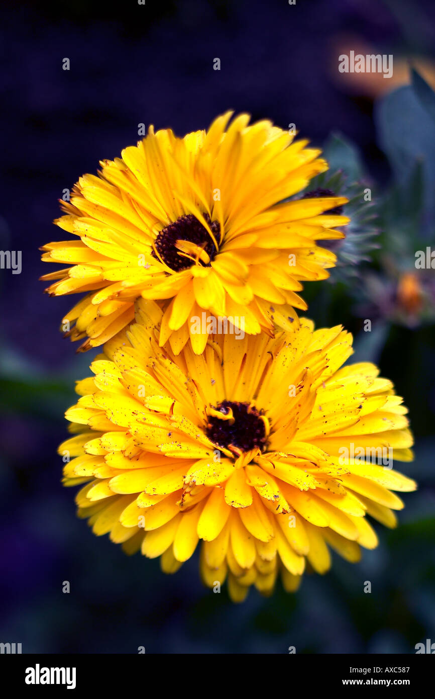 Yellow Gerbera Daisy Stock Photo - Alamy
