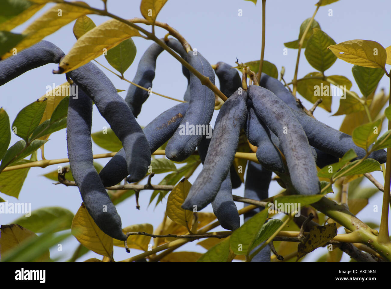 Dead Man's Fingers, Blue bean shrub, Blue bean tree (Decaisnea fargesii), fruits on a twig Stock Photo