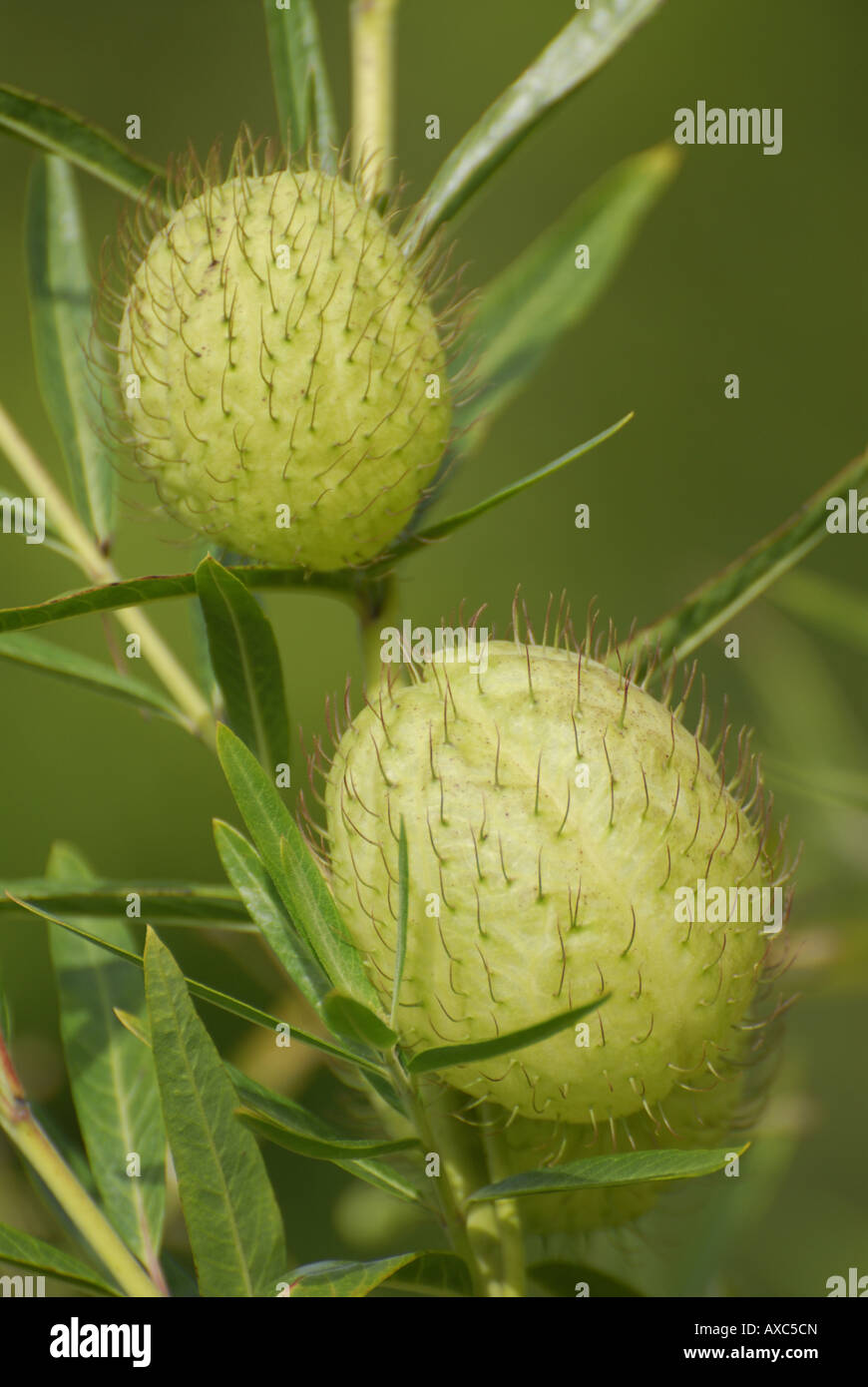 Swan Plant, Goose Plant (Gomphocarpus fruticosus, Asclepias fruticosa), fruits on a twig Stock Photo
