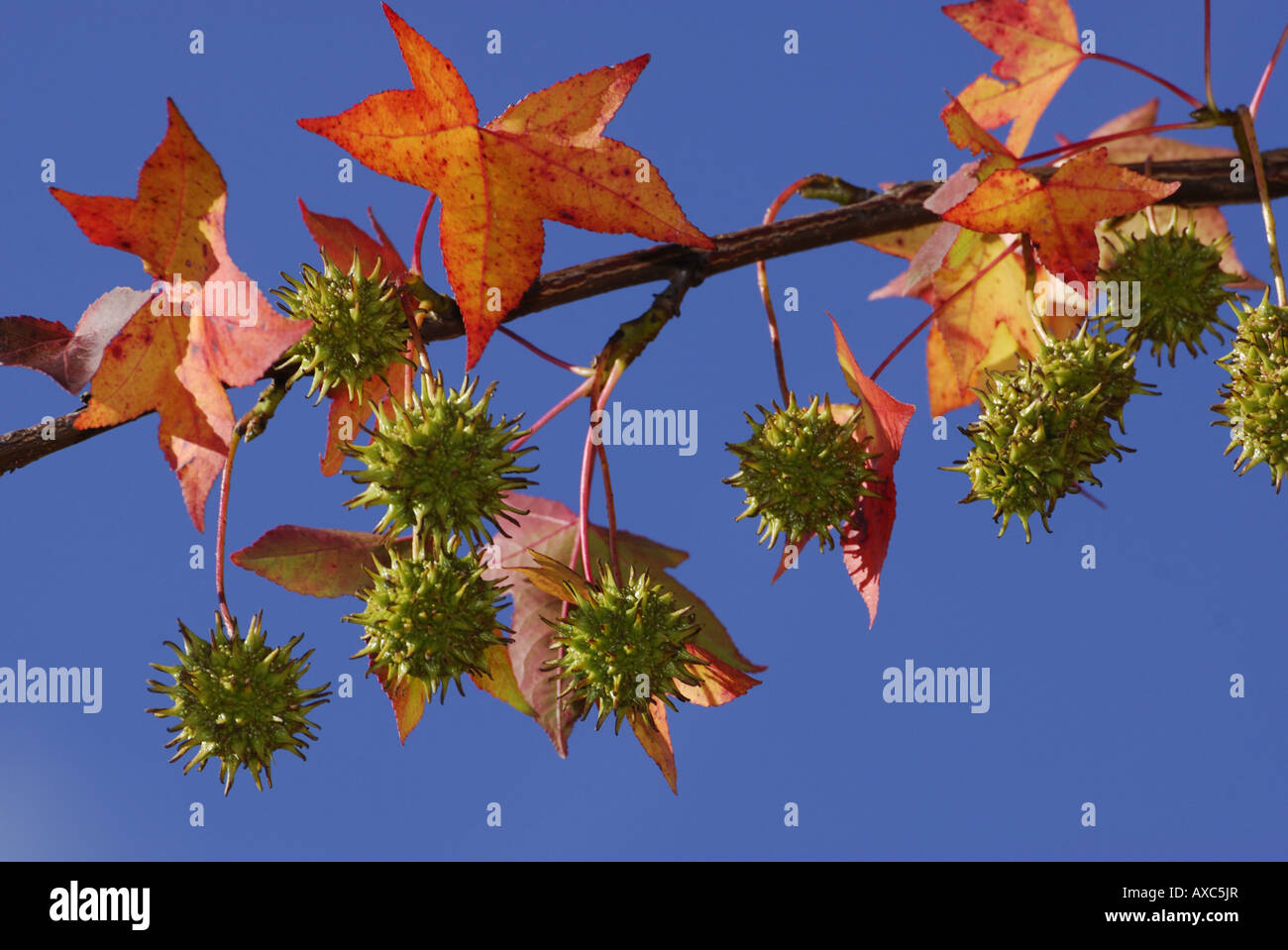 Satin Walnut, Sweet Gum, Red Gum (Liquidambar styraciflua), fruits on a