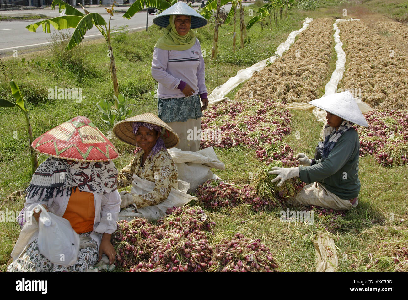 Women collecting and preparing onion crop Cirebon Java Indonesia Stock