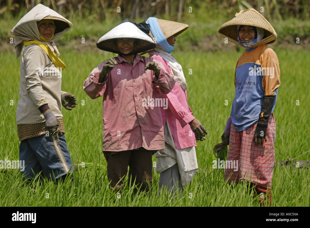 Women rice paddy Cirebon Java Indonesia Stock Photo