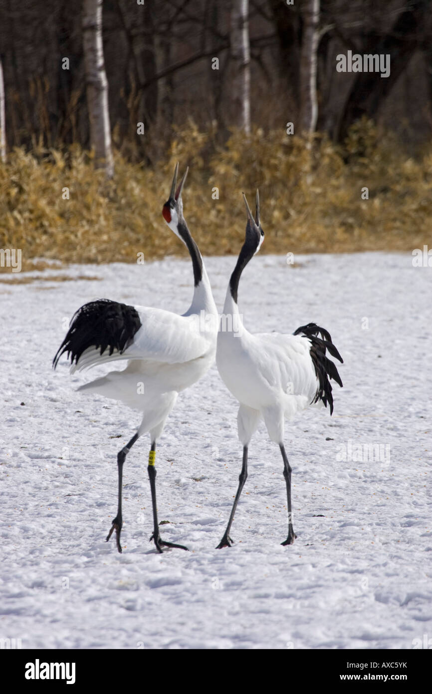 pair of Japanese red crowned cranes tancho dancing together on snow ...