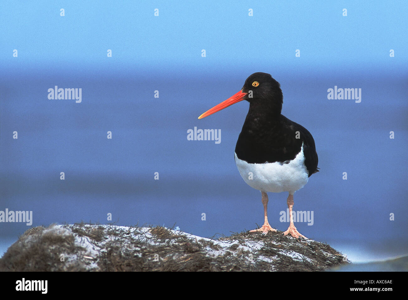 Long billed oystercatcher hires stock photography and images Alamy
