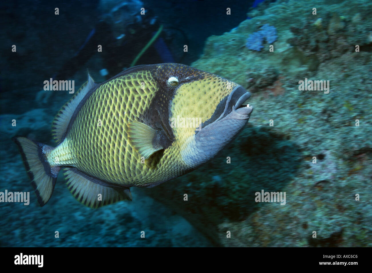 titan triggerfish swiming quickly Stock Photo