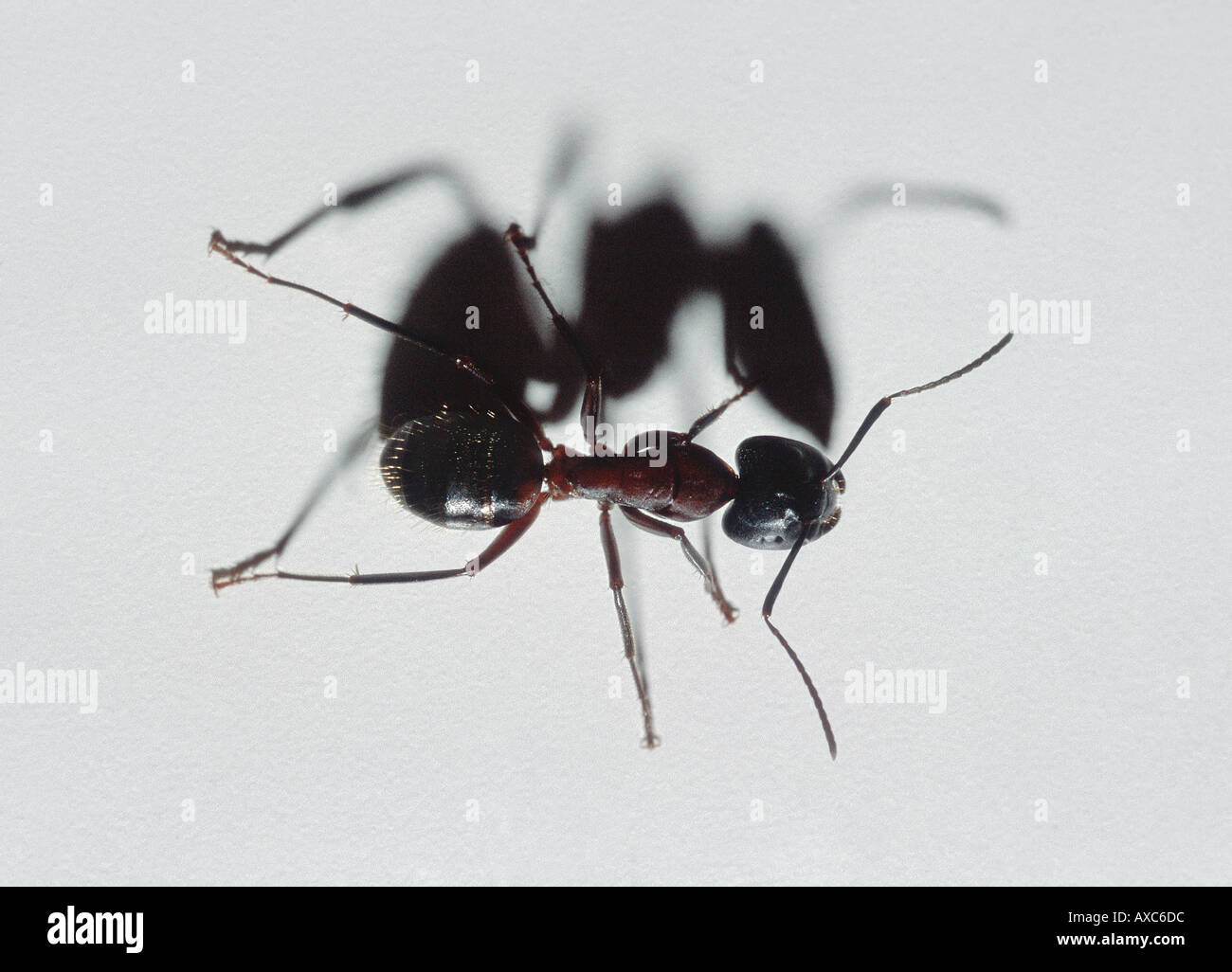 close up of giant ant Stock Photo