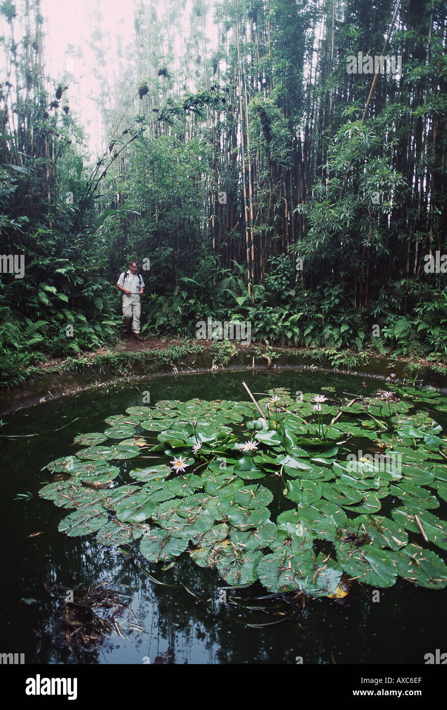 man discovering a pond in tropical forest Stock Photo