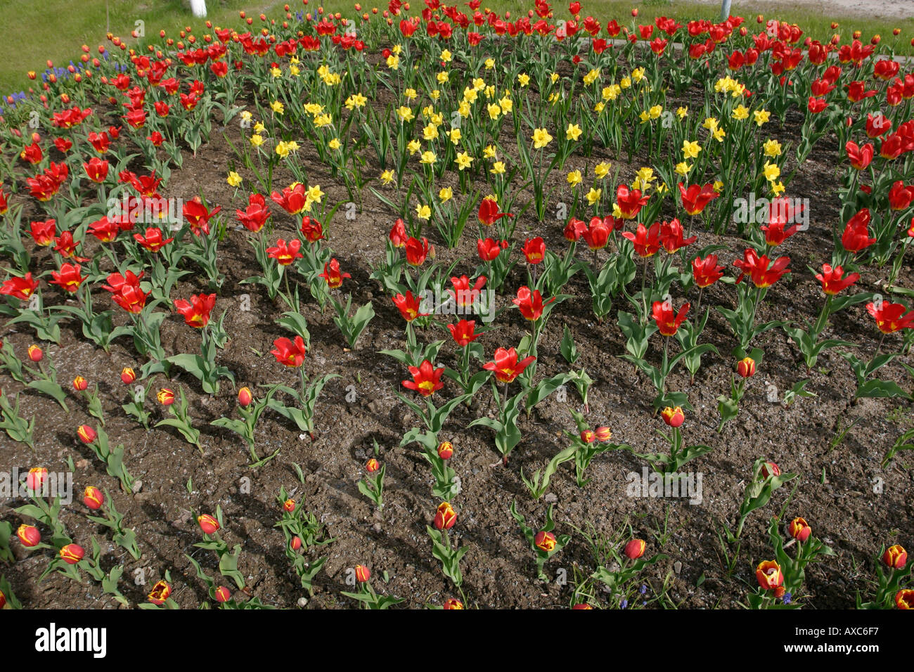 flowerbed Stock Photo