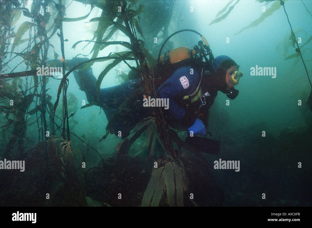 scuba diver in giant kelp forest Stock Photo