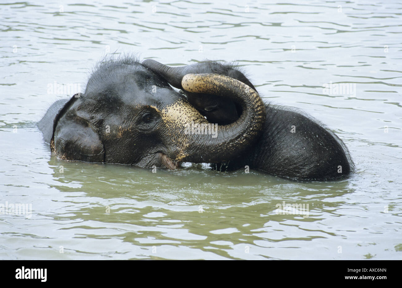 Asiatic elephant, Asian elephant (Elephas maximus), young elephants playing in the water, Pinnawela Elephant Orphanage, Sri Lan Stock Photo