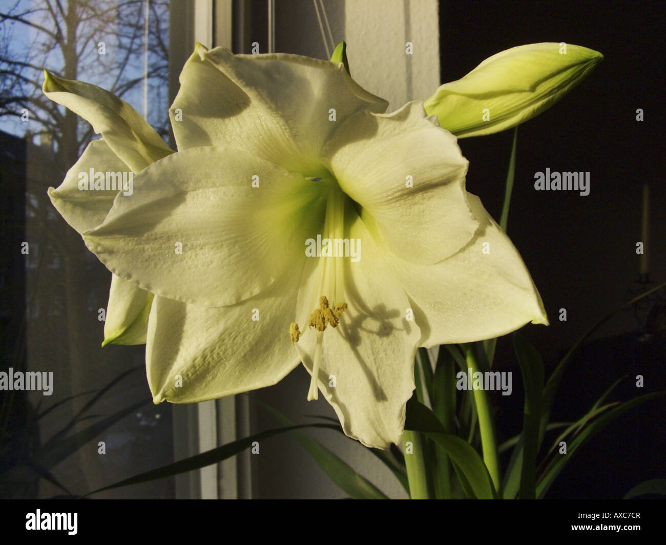 amaryllis (Hippeastrum spec.), white flowering variety on a windowsill Stock Photo