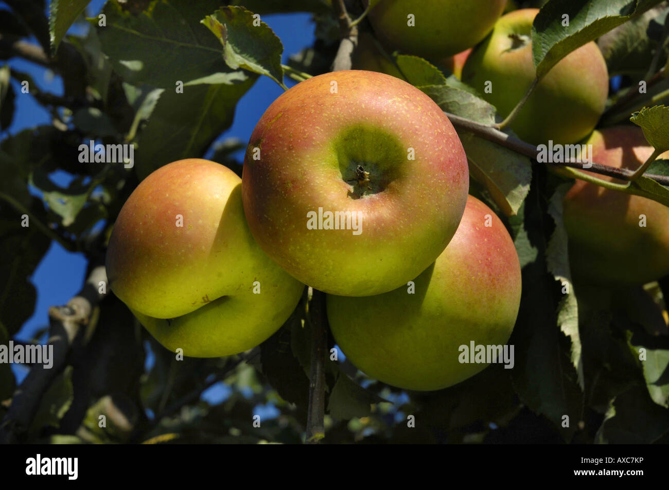 Malus Domestica Jonagold Apple Tree edu.svet.gob.gt