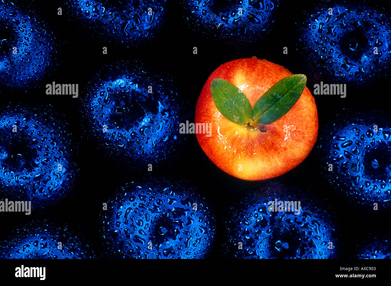 single red apple lit up in group of dark blue apples still life Stock Photo