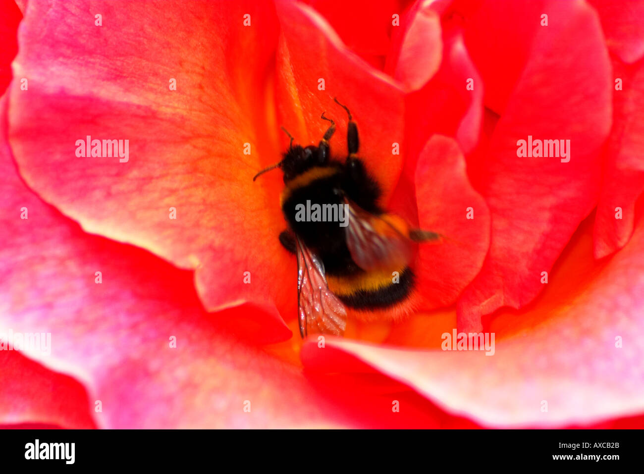 Bee pollinating red rose hi-res stock photography and images - Alamy