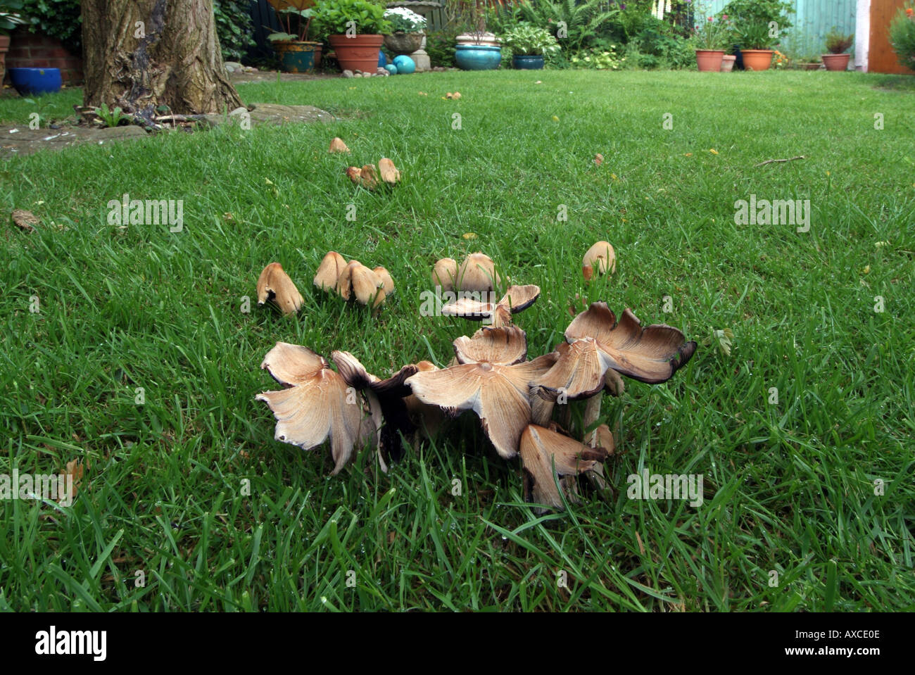 Fungi growing on grass lawn to domestic dwelling house Stock Photo