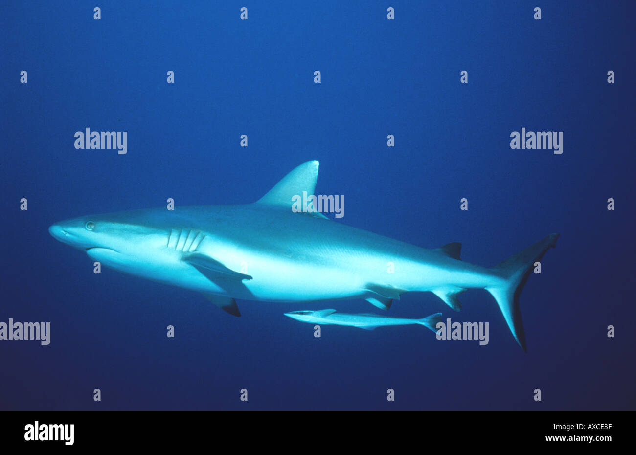 Grey Reef Shark Carcharhinus amblyrhynchos sometimes called Shortnose Blacktail Shark Carcharhinus wheeleri Plus Remora Sharksuc Stock Photo