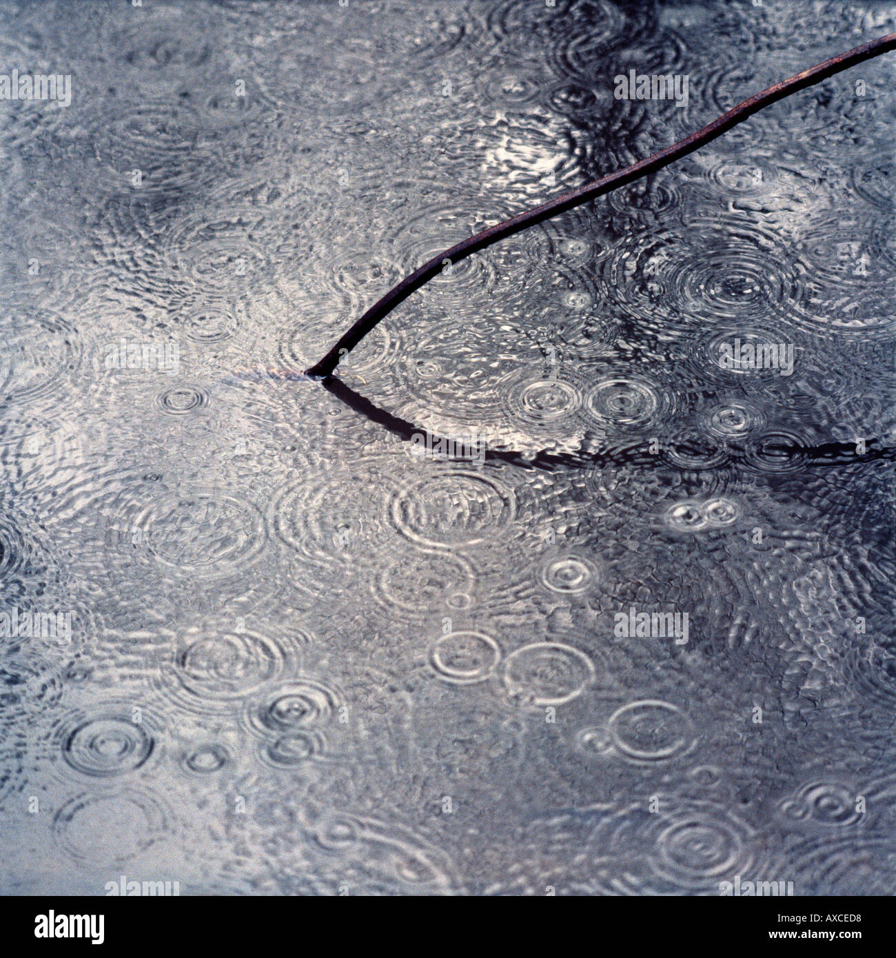 Rain raindrops and river water River Browney County Durham England